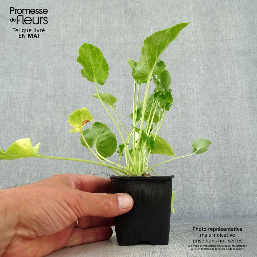 Exemplaar van Campanula pyramidalis Alba - Piramideklokje Kweekpotje van 8/9 cm zoals geleverd in de lente