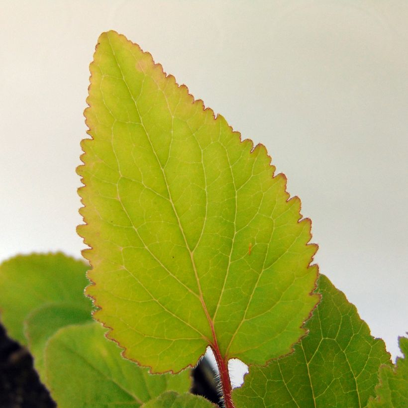 Campanula takesimana - Koreaans klokje (Foliage)