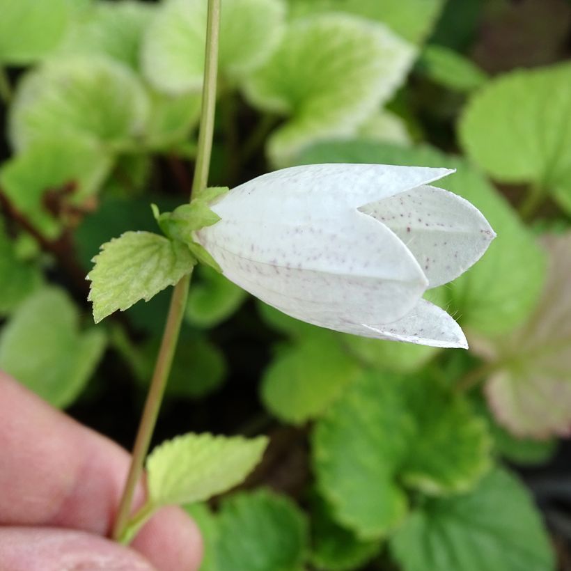 Campanula takesimana - Koreaans klokje (Flowering)