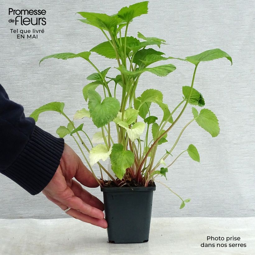 Exemplaar van Campanula takesimana - Koreaans klokje Kweekpotje van 8/9 cm zoals geleverd in de lente