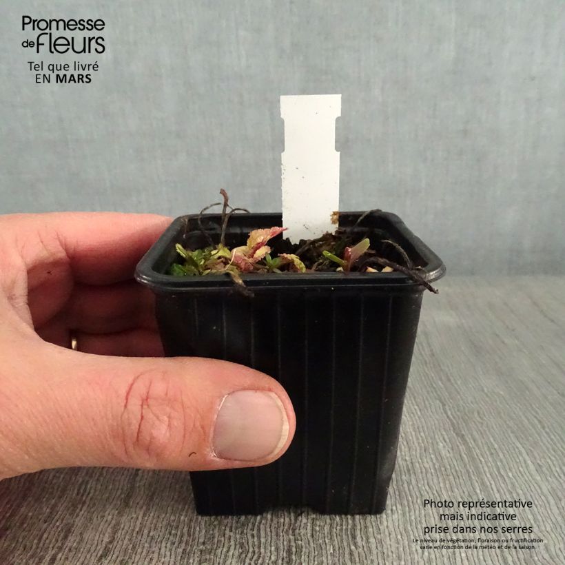 Example of Campanula takesimana Elisabeth - Koreaans klokje Kweekpotje van 7/8 cm as you get in hiver