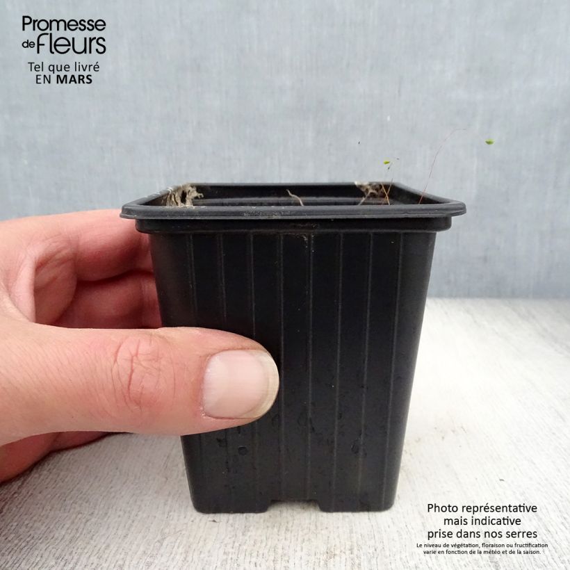 Exemplaar van Campanula takesimana Elisabeth - Koreaans klokje Kweekpotje van 7/8 cm zoals geleverd in de lente