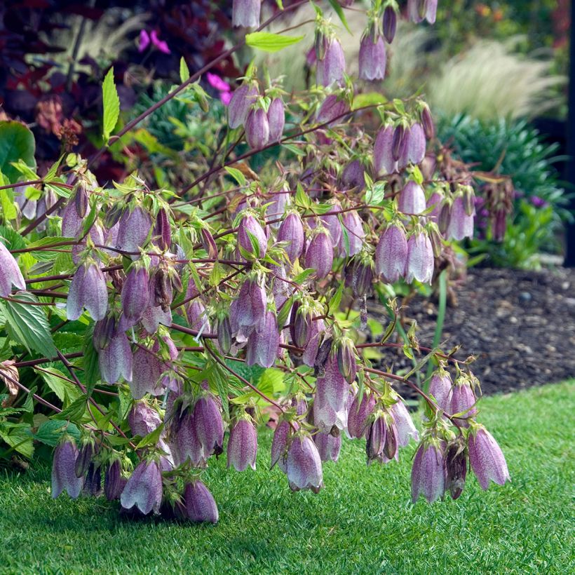Campanula takesimana Elisabeth - Koreaans klokje (Groeiplaats)