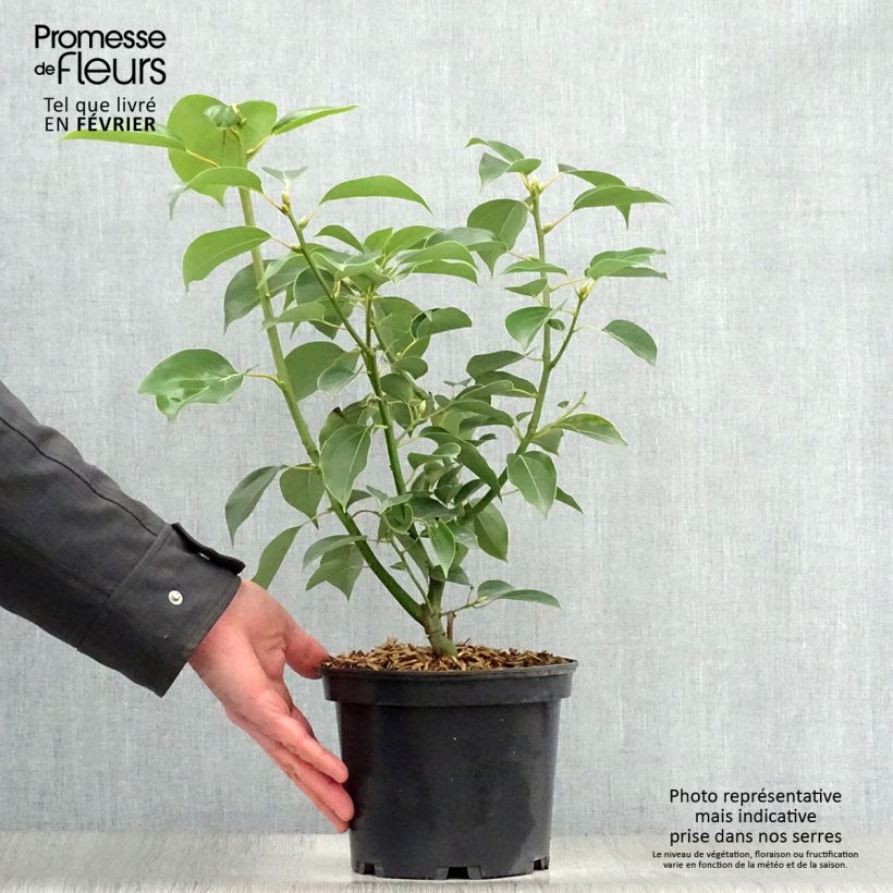 Example of Camphrier - Cinnamomum camphora Pot van 2 l/3 l as you get in hiver