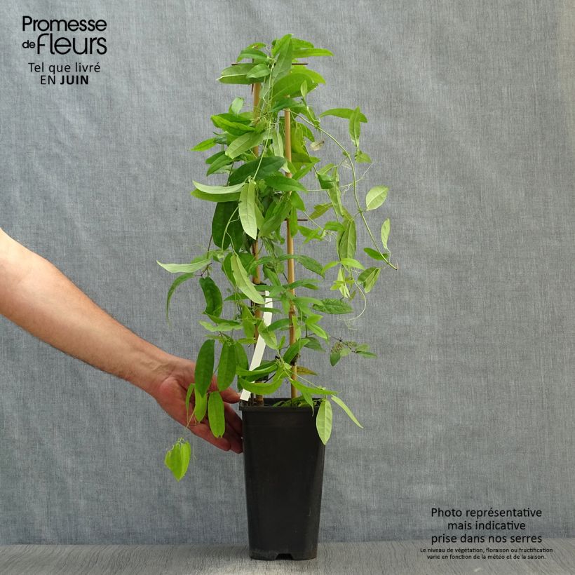 Exemplaar van Campsis capreolata Atrosanguinea - Trompetkamperfoelie Pot van 2 l/3 l zoals geleverd in de zomer