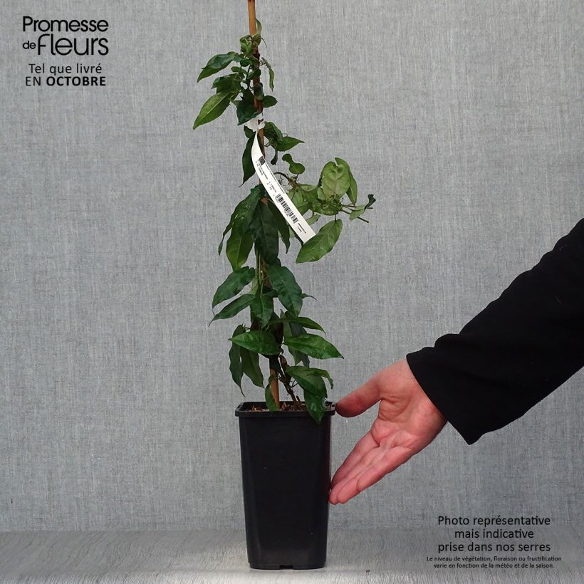Exemplaar van Campsis capreolata - Bignone à vrilles Pot van 1 l/1,5 l zoals geleverd in de herfst
