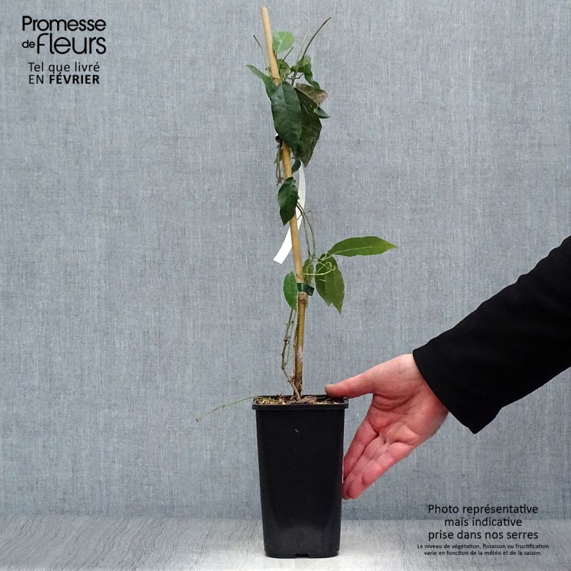 Exemplaar van Campsis capreolata - Bignone à vrilles Pot van 1 l/1,5 l zoals geleverd in de winter