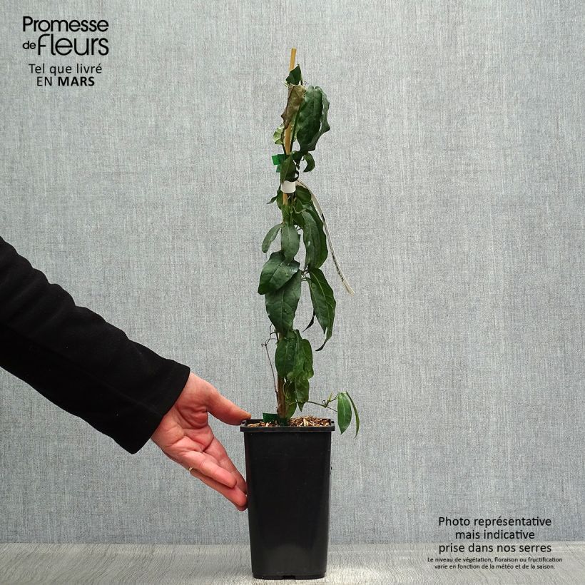 Exemplaar van Campsis capreolata - Bignone à vrilles Pot van 1 l/1,5 l zoals geleverd in de lente