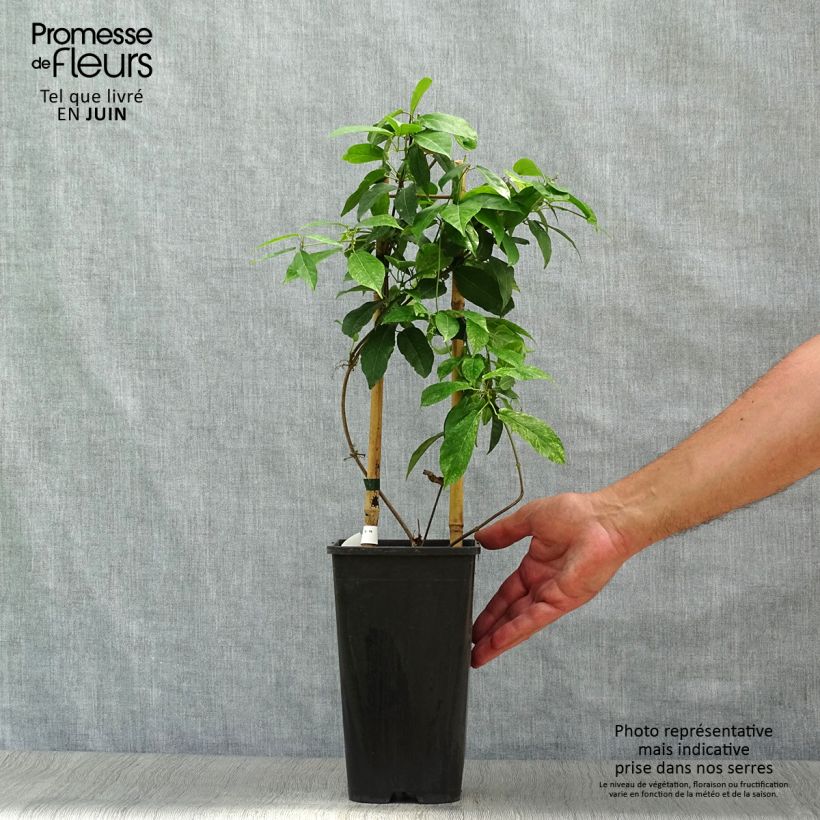 Exemplaar van Campsis capreolata - Bignone à vrilles Pot van 2 l/3 l zoals geleverd in de zomer