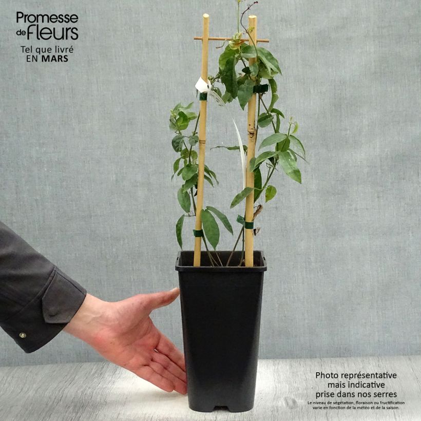 Exemplaar van Campsis capreolata - Bignone à vrilles Pot van 2 l/3 l zoals geleverd in de lente