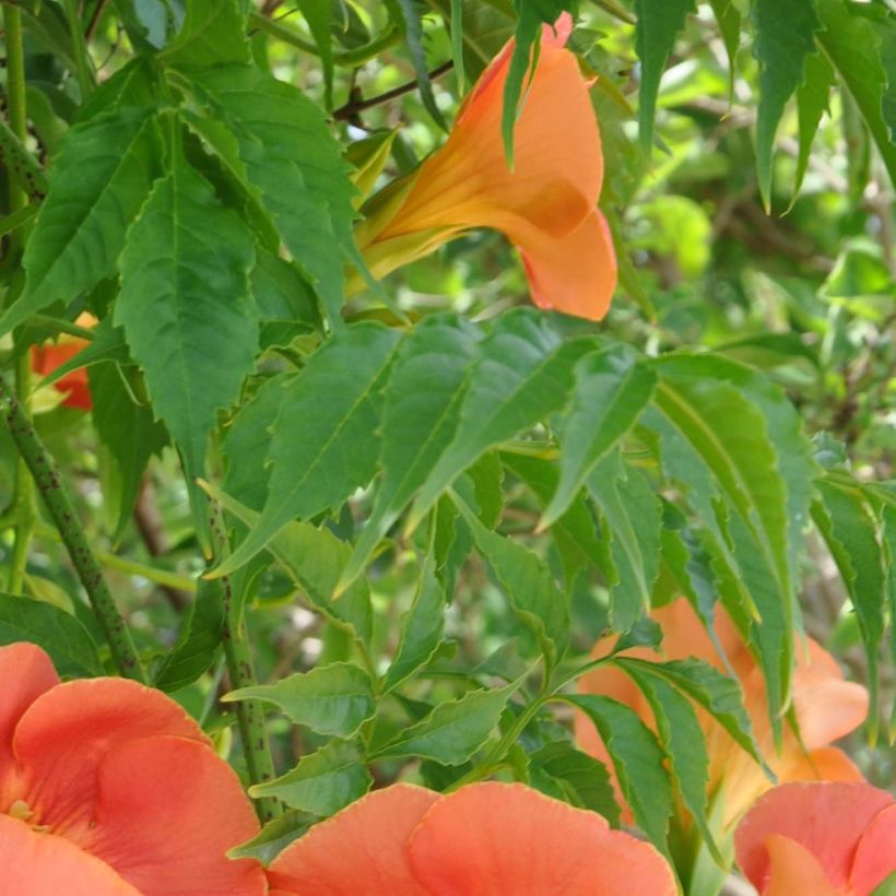 Campsis grandiflora - Trompetklimmer (Foliage)