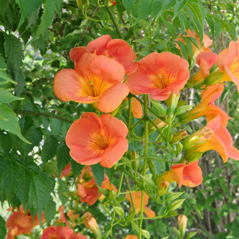 Campsis grandiflora - Trompetklimmer (Flowering)