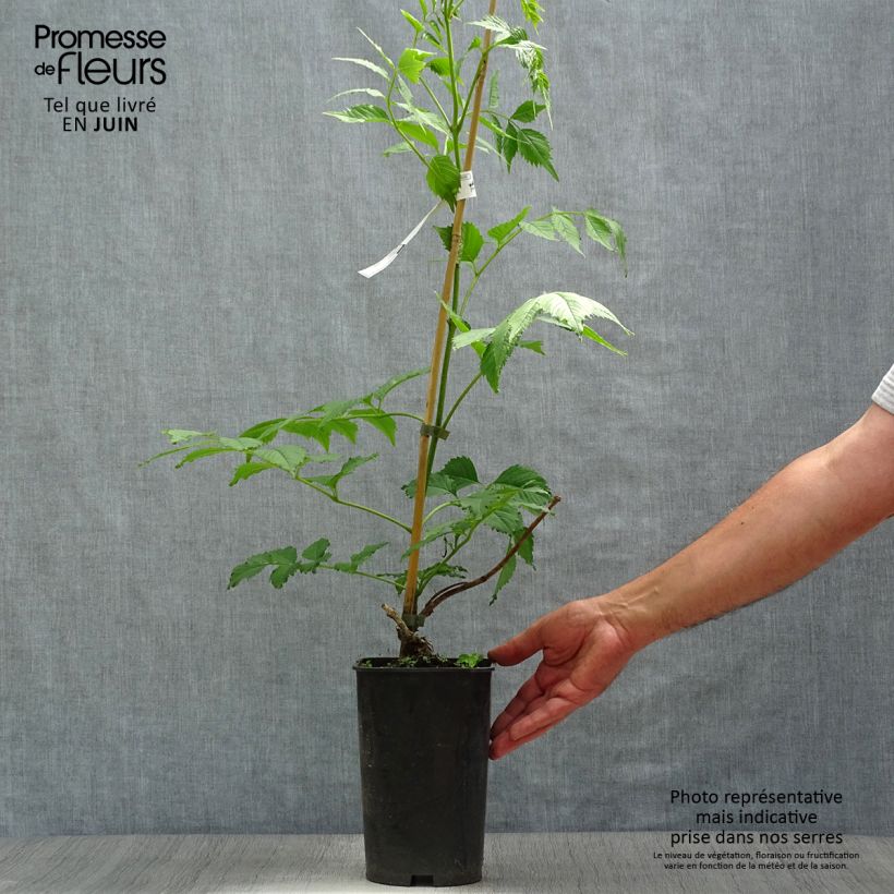 Exemplaar van Campsis grandiflora - Trompetklimmer Pot van 2 l/3 l zoals geleverd in de zomer
