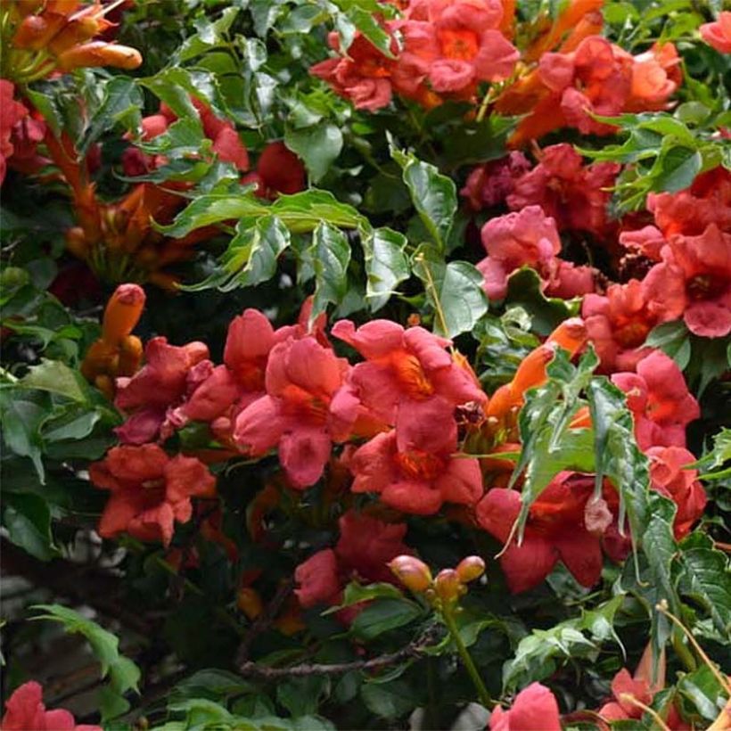 Campsis radicans Atropurpurea - Trompetklimmer (Flowering)
