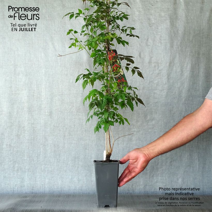 Exemplaar van Campsis radicans - Trompetklimmer Pot van 2 l/3 l zoals geleverd in de zomer