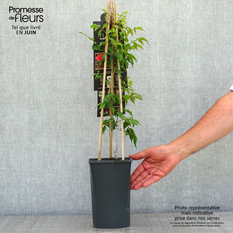 Exemplaar van Campsis radicans - Trompetklimmer Pot van 2 l/3 l zoals geleverd in de lente