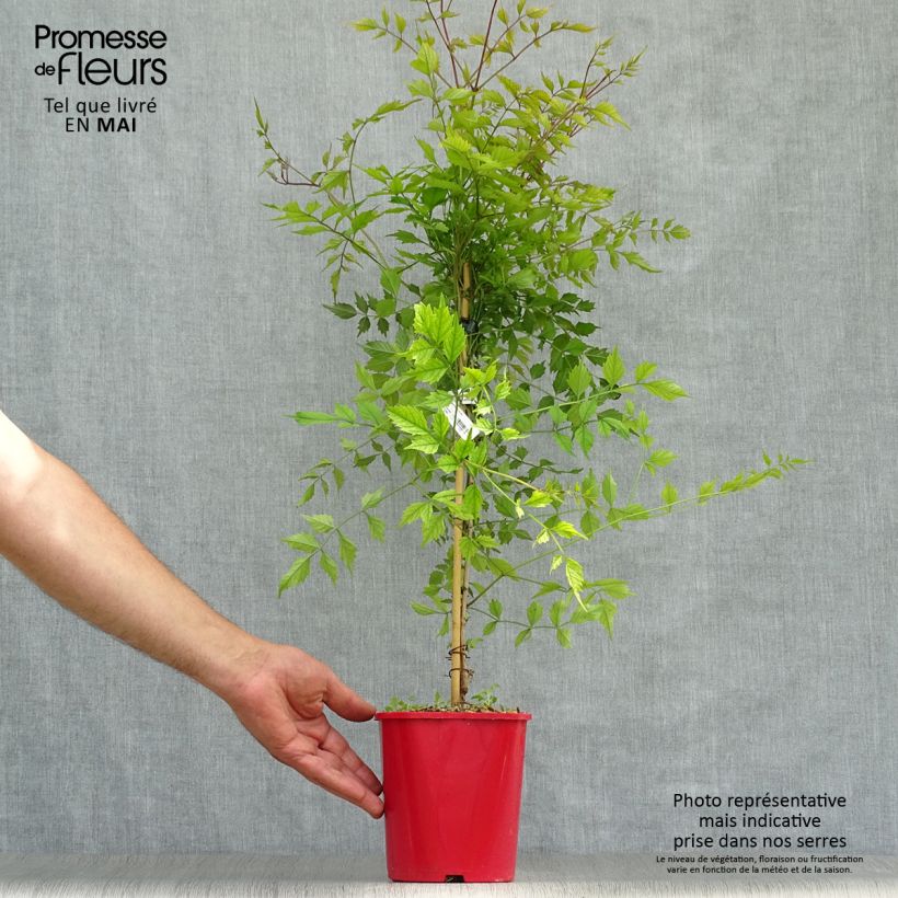 Exemplaar van Campsis radicans Flamenco - Trompetklimmer Pot van 2 l/3 l zoals geleverd in de lente