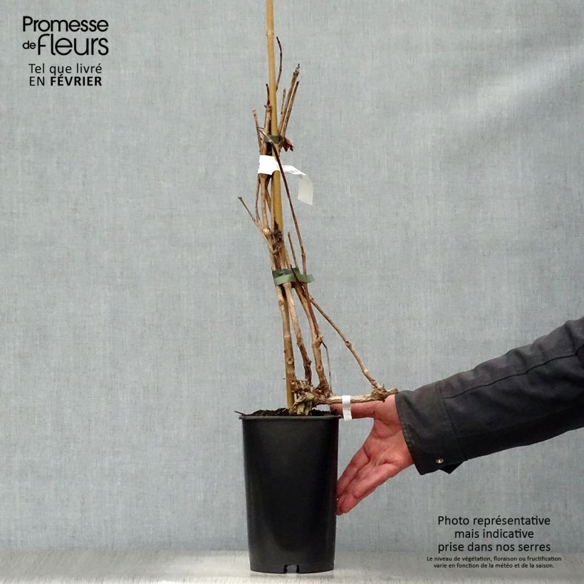 Example of Campsis radicans Indian Summer - Bignone de Virginie  Pot van 2 l/3 l as you get in hiver