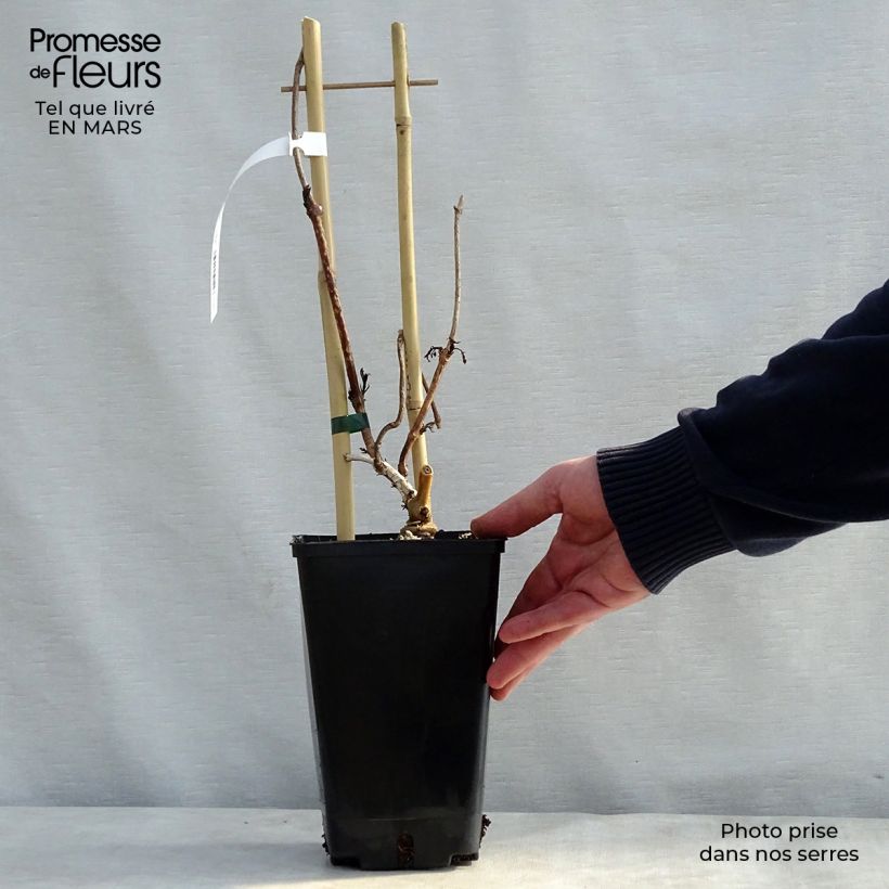 Exemplaar van Campsis radicans Judy - Trompetklimmer Pot van 2 l/3 l zoals geleverd in de lente