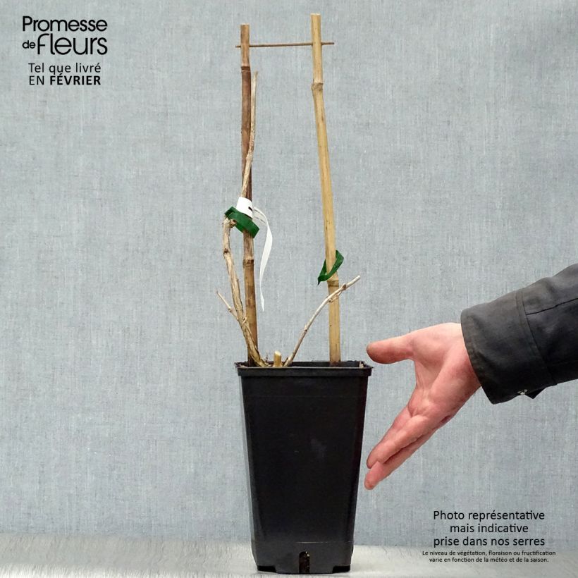 Example of Campsis radicans Judy - Bignone de Virginie Pot van 2 l/3 l as you get in hiver