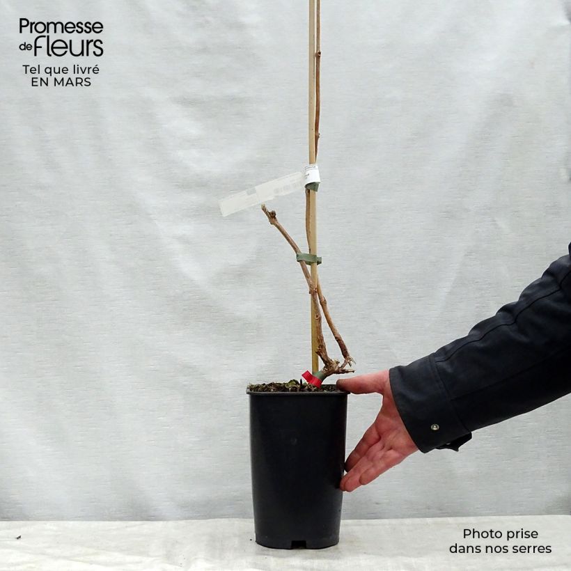 Exemplaar van Campsis radicans Stromboli - Trompetklimmer Pot van 2 l/3 l zoals geleverd in de lente