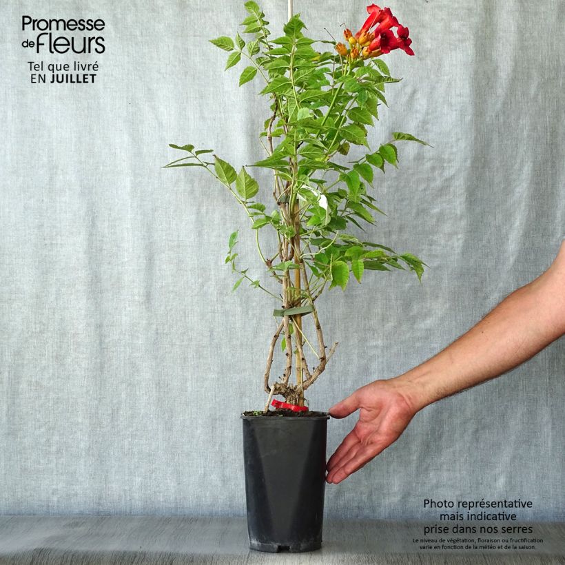 Exemplaar van Campsis radicans Stromboli - Trompetklimmer Pot van 2 l/3 l zoals geleverd in de zomer