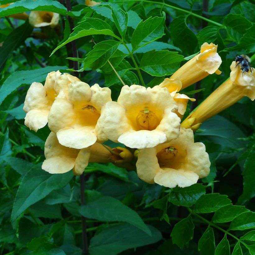 Campsis radicans Yellow Trumpet - Trompetklimmer (Bloei)
