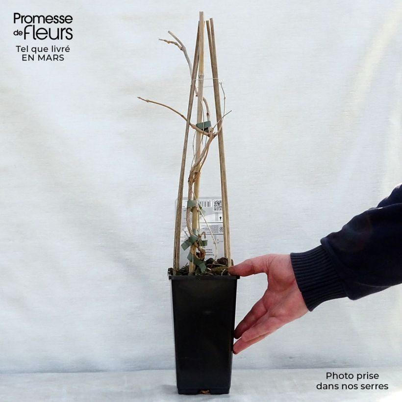 Exemplaar van Campsis radicans Yellow Trumpet - Trompetklimmer Pot van 2 l/3 l zoals geleverd in de lente