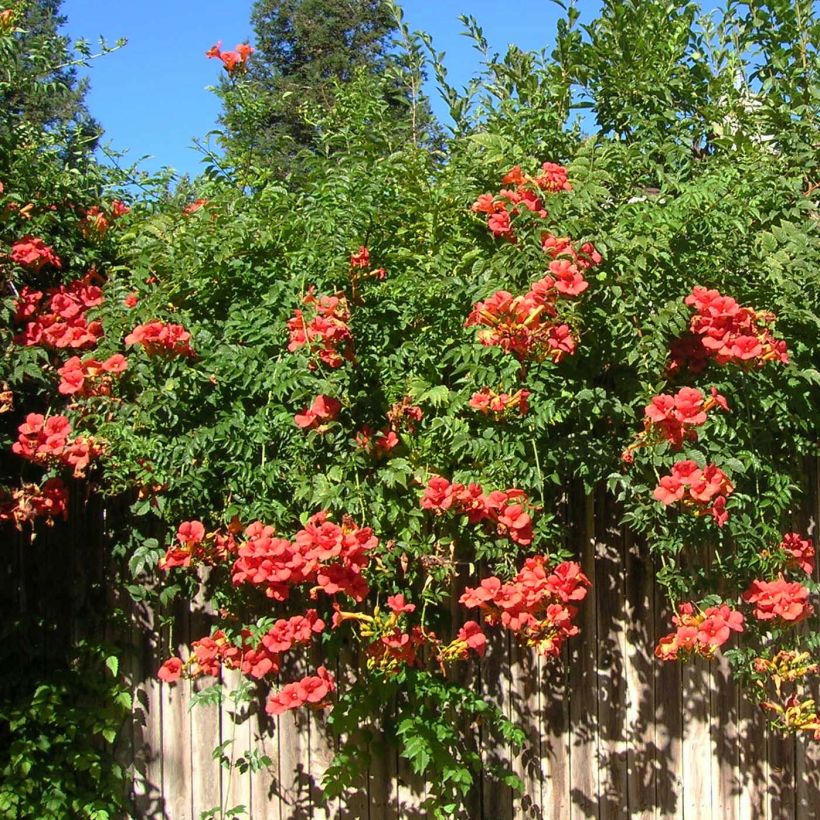 Campsis tagliabuana Madame Galen - Trompetklimmer (Plant habit)