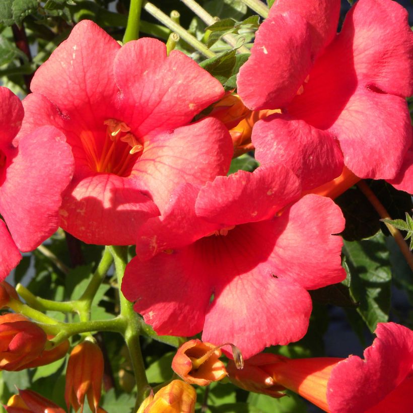 Campsis tagliabuana Grenadine - Trompetklimmer (Bloei)
