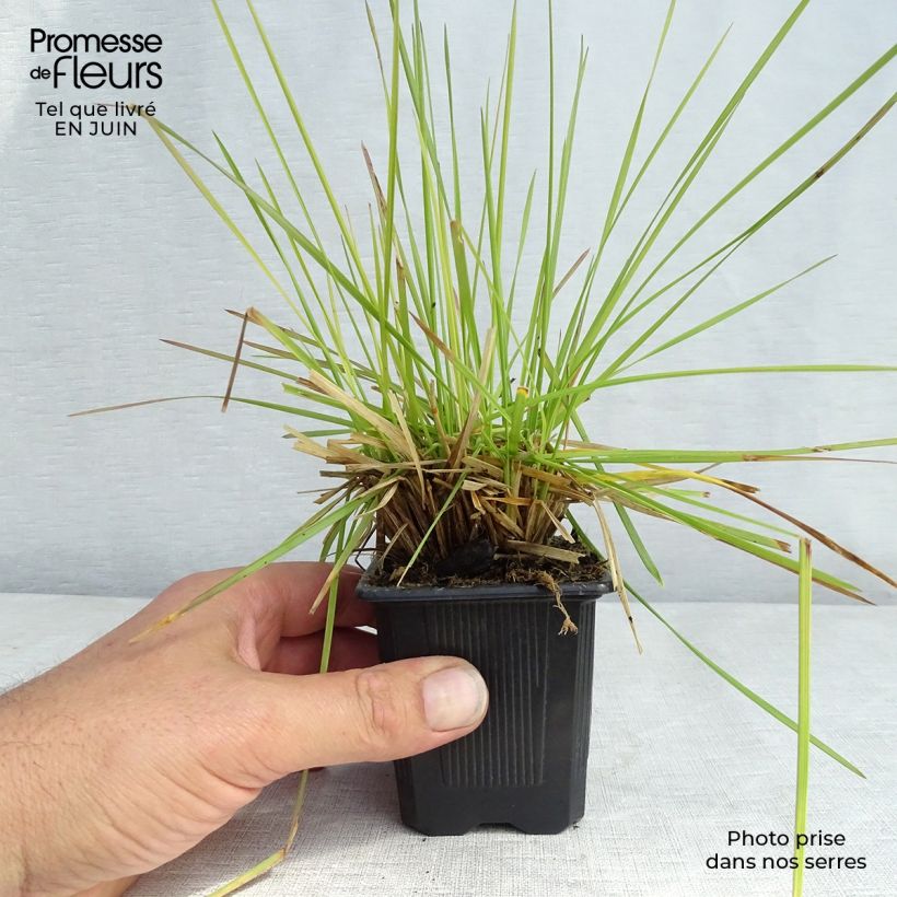Exemplaar van Deschampsia cespitosa Tauträger - Ruwe smele Kweekpotje van 8/9 cm zoals geleverd in de zomer