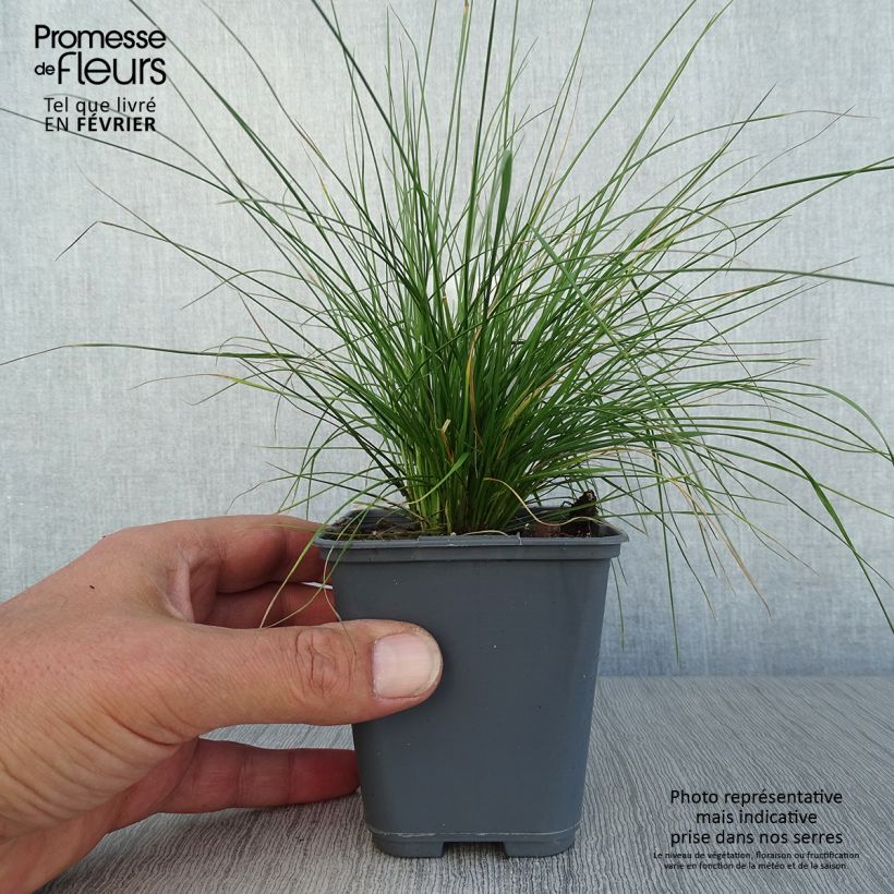 Exemplaar van Deschampsia cespitosa Vivipara - Ruwe smele Kweekpotje van 8/9 cm zoals geleverd in de herfst