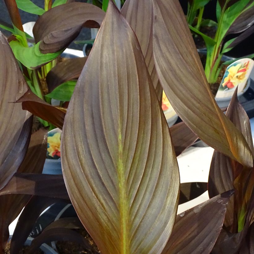 Canna Mme Angèle Martin - Indisch bloemriet (Blad)