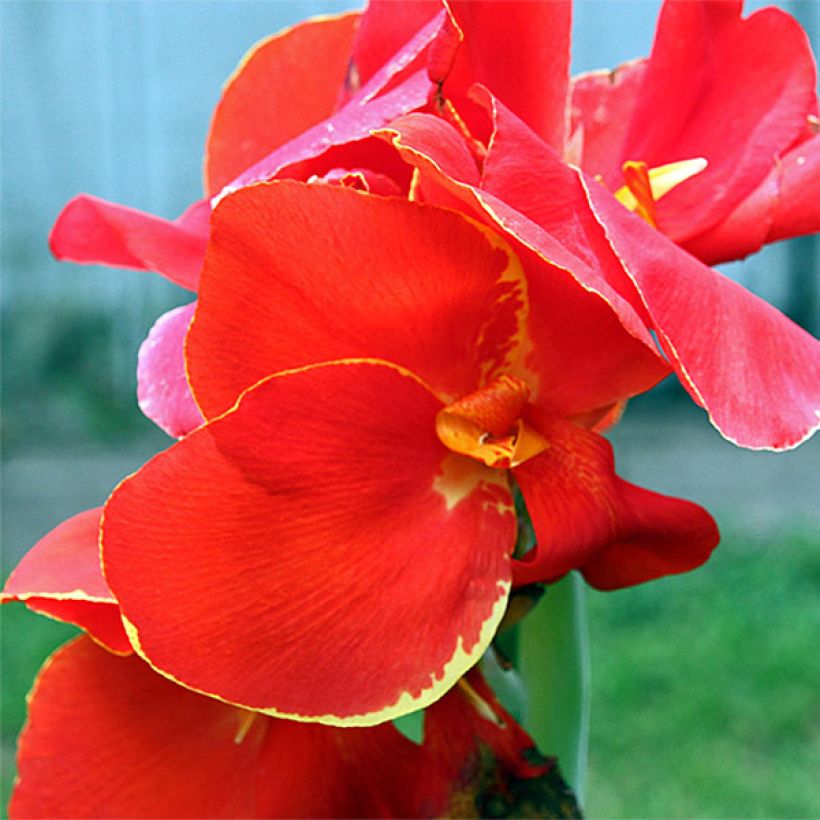 Canna Lolita - Indisch bloemriet (Bloei)