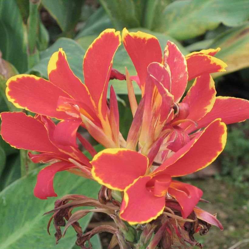 Canna Lucifer - Indisch bloemriet (Flowering)