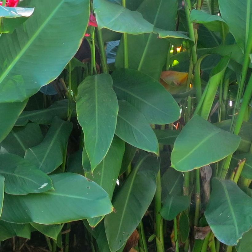 Canna Marabout - Indisch bloemriet (Foliage)
