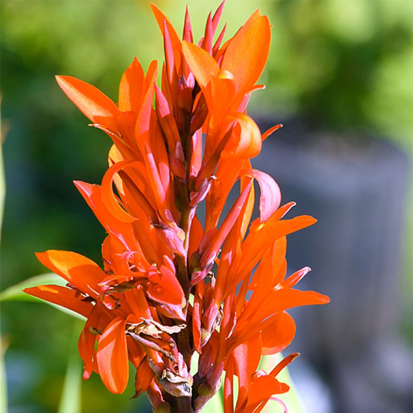 Canna Marabout - Indisch bloemriet (Flowering)