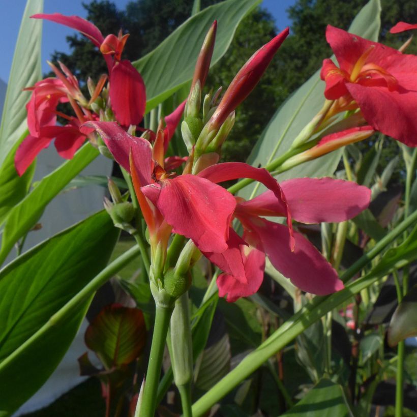Canna Perkeo - Indisch bloemriet (Flowering)