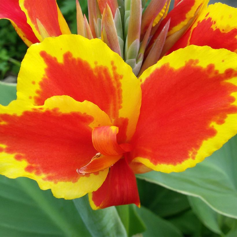 Canna Queen Charlotte - Indisch bloemriet (Flowering)