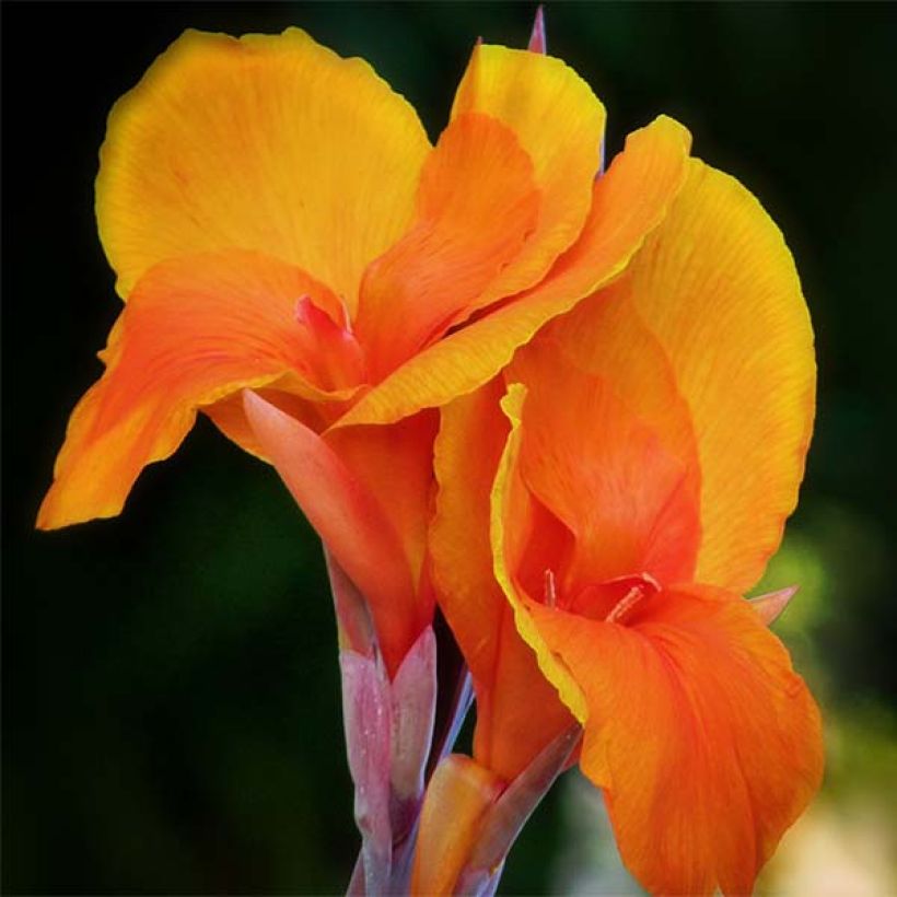 Canna Semaphore - Indisch bloemriet (Flowering)