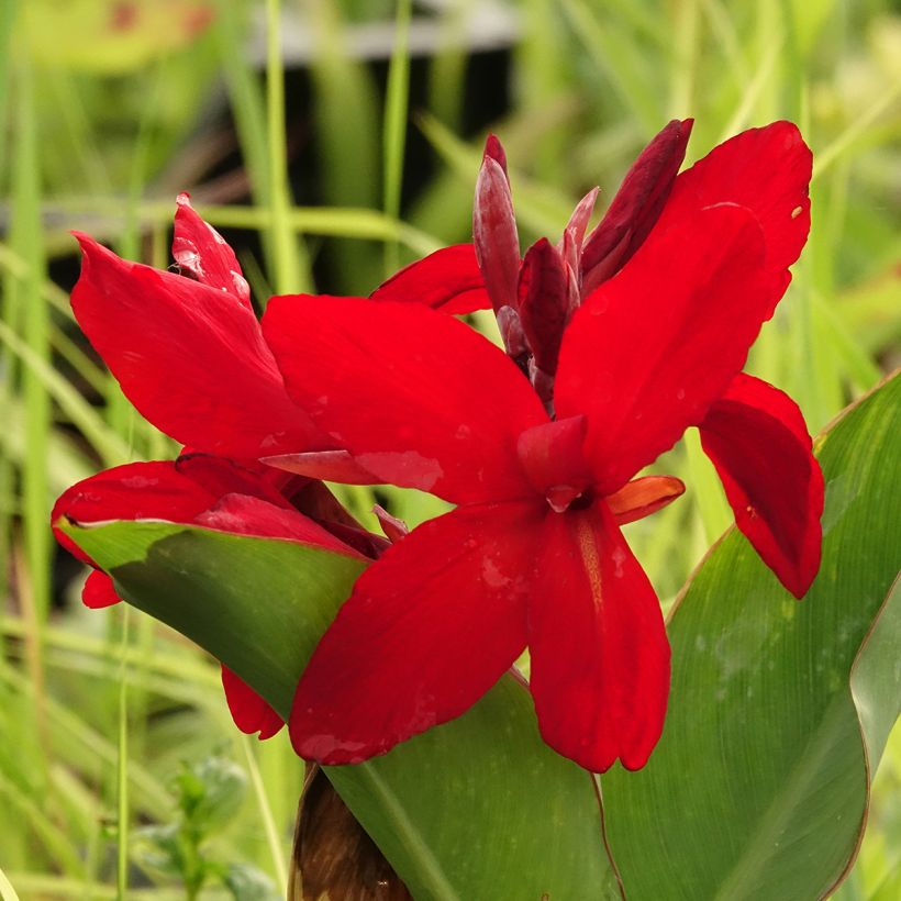 Canna Strasbourg - Indisch bloemriet (Bloei)
