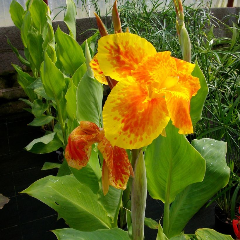 Canna Taroudant - Indisch bloemriet (Bloei)
