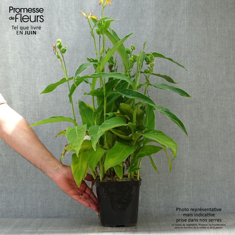 Exemplaar van Canna edulis - Indisch bloemriet Pot van 2 l/3 l zoals geleverd in de zomer