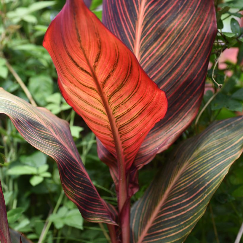 Canna Durban - Indisch bloemriet (Blad)