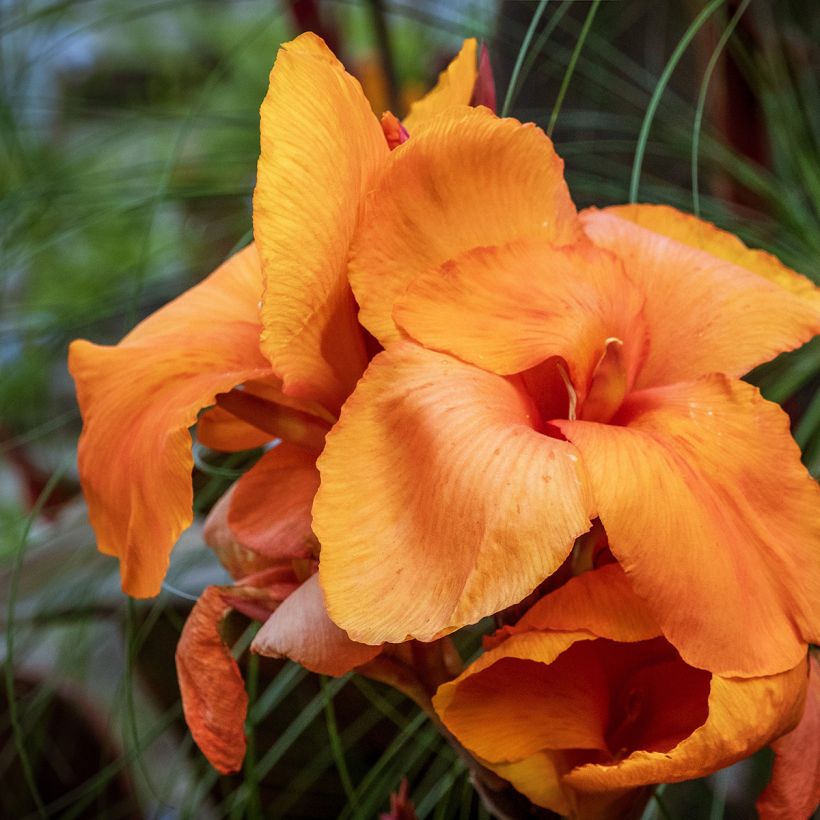 Canna Durban - Indisch bloemriet (Bloei)