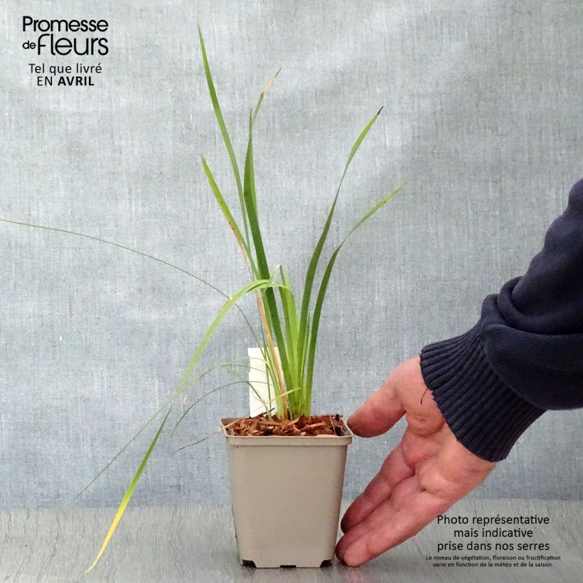 Exemplaar van Dierama pulcherrimum - Engelenhengel Kweekpotje van 8/9 cm zoals geleverd in de lente