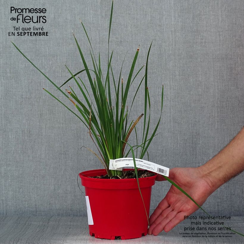 Exemplaar van Dierama pulcherrimum Blackbird - Engelenhengel Pot van 2 l/3 l zoals geleverd in de zomer