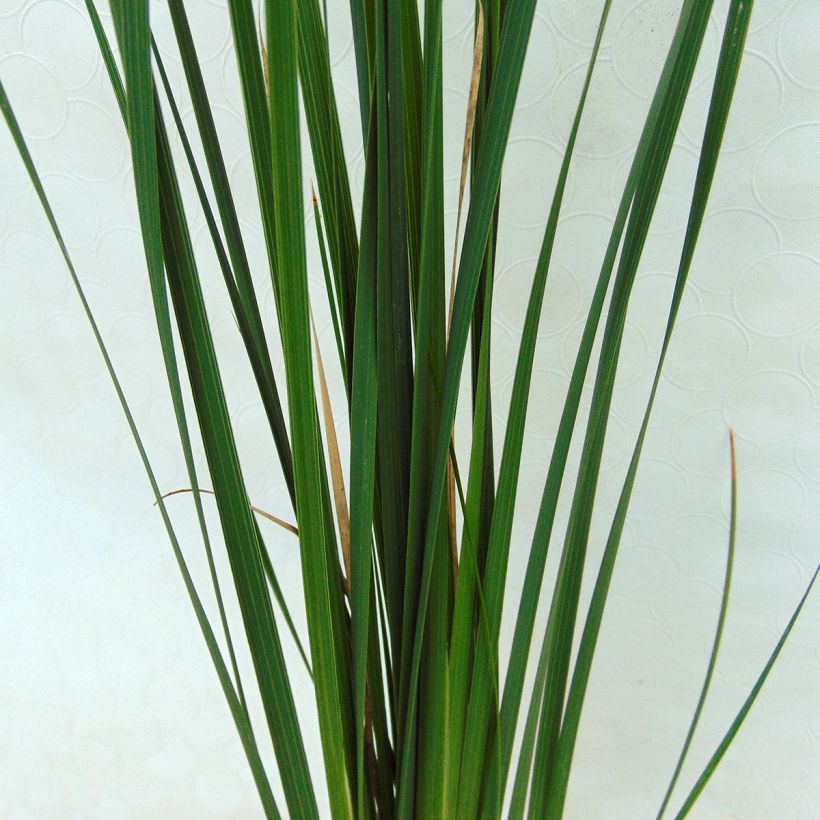 Dierama Guinevere - Engelenhengel (Blad)