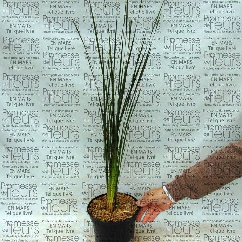 Voorbeeld van een exemplaar van Dierama Guinevere - Engelenhengel Pot van 2 l/3 l zoals geleverd