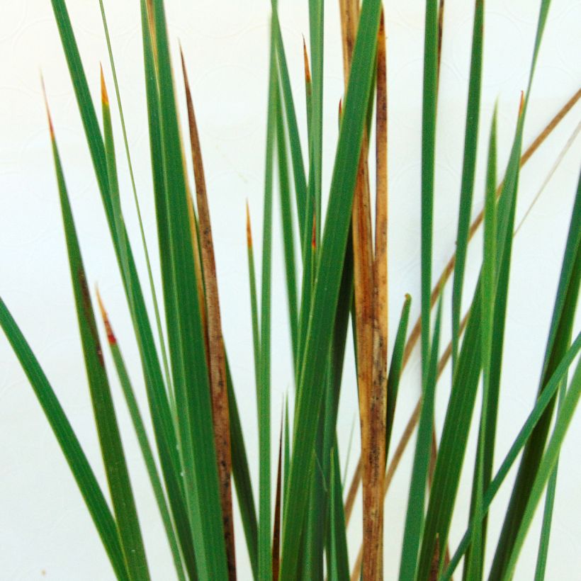 Dierama Pink Rocket - Engelenhengel (Foliage)